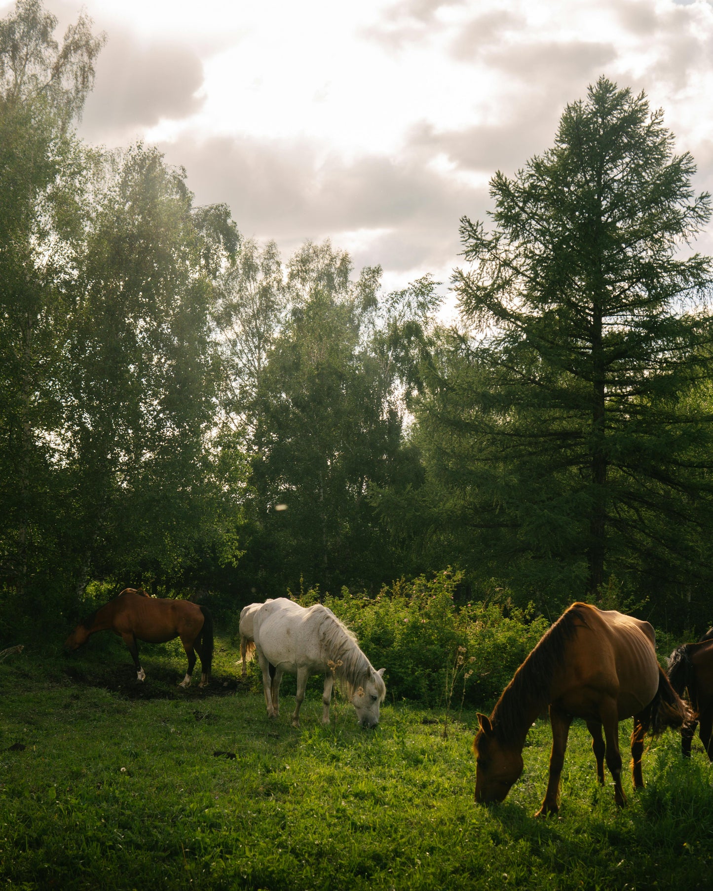 Konavle, Croatia: Horseback Trail Rides + Pick-Up Available