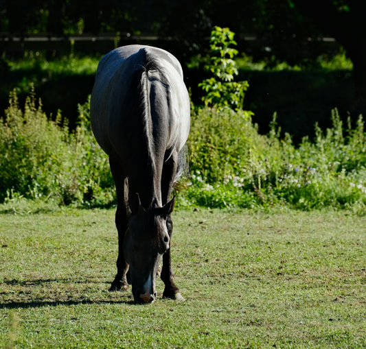 Zambia: Half-Day Horse Riding Safari + Lunch