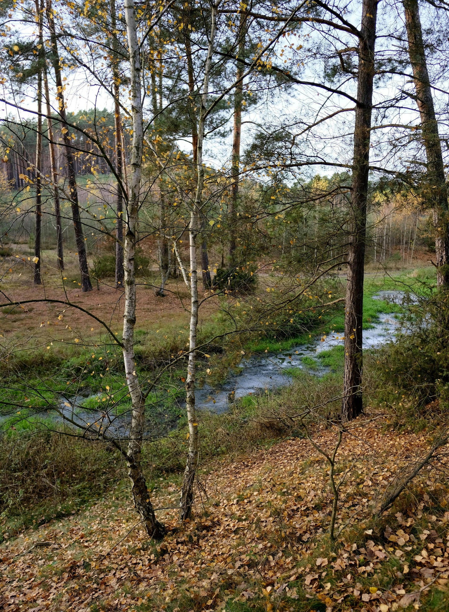 North Antrim: Campfire Stream Adventure Ride + Pick-Up Available