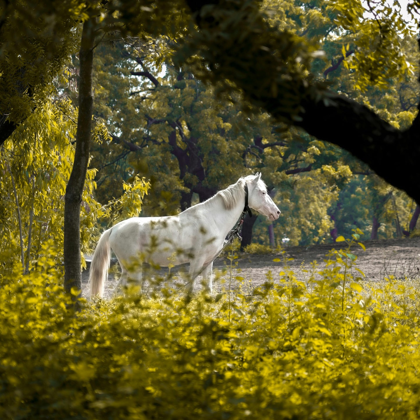 Bueno Aires, Argentina: Gaucho Horseback Adventure in the Pampas