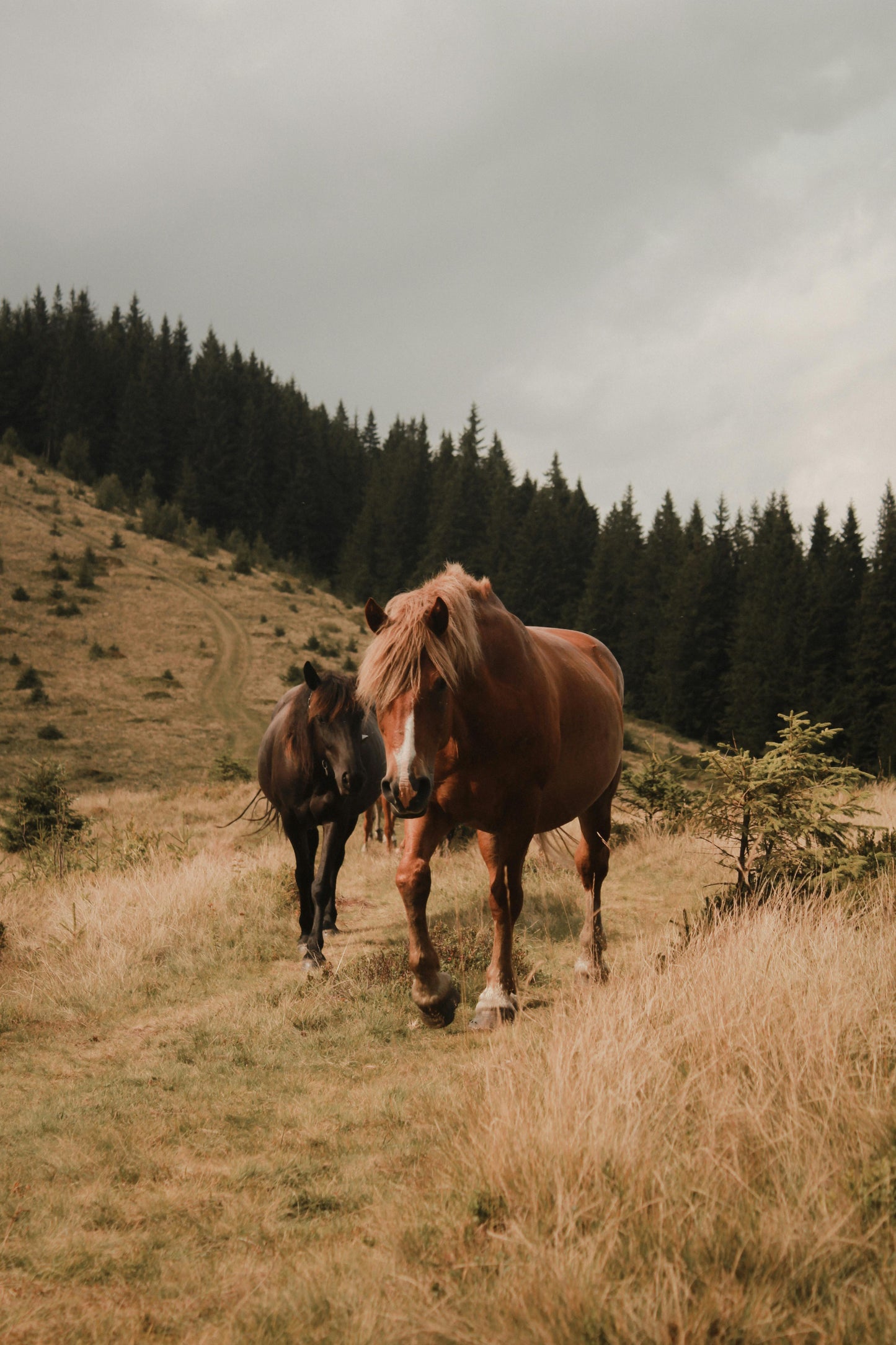 Fairlie, New Zealand: A Premium Backcountry Horse Trek