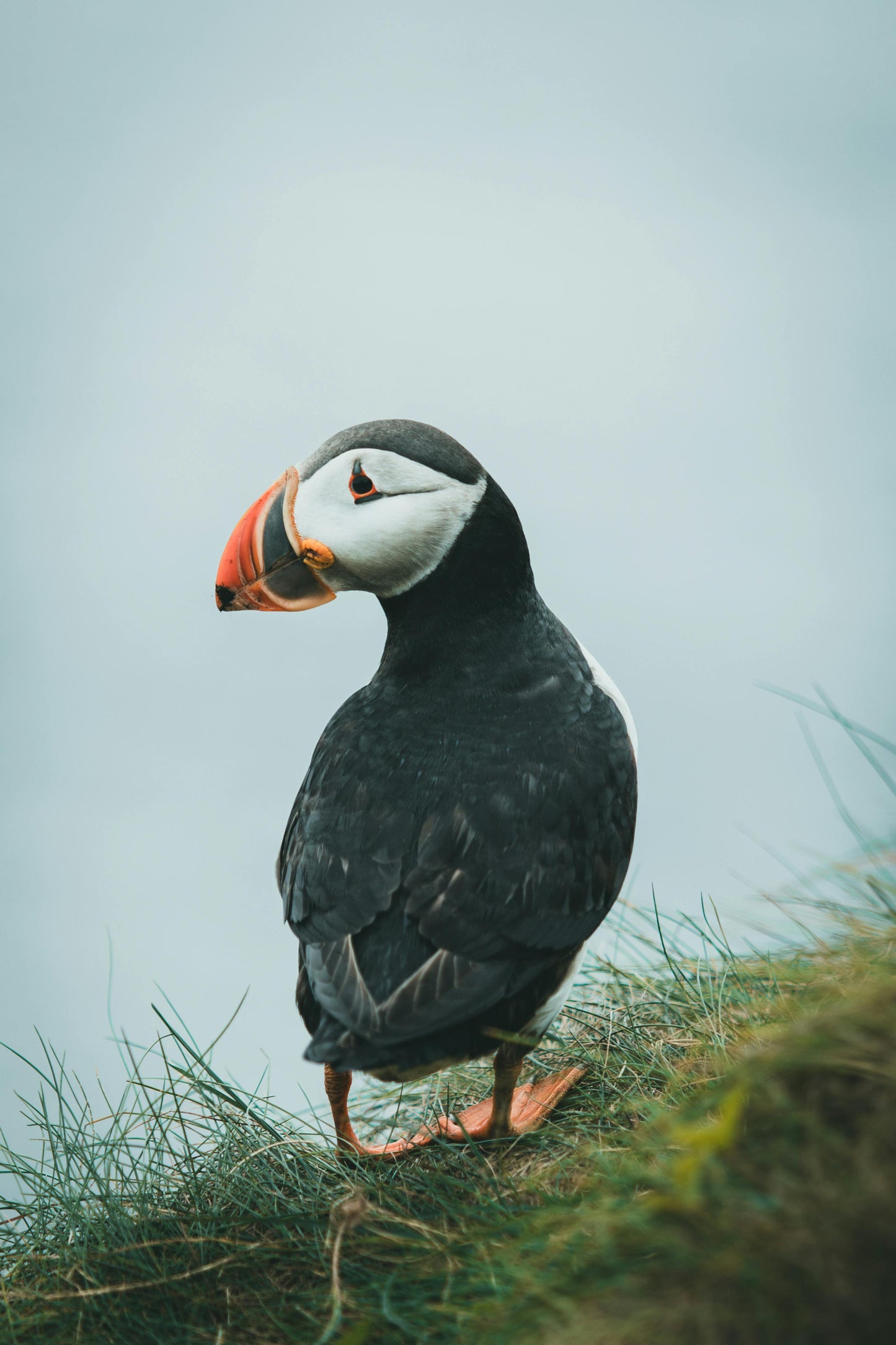 Hafnarfjörður: 2-Hour Horse Ride & Puffin Express Tour