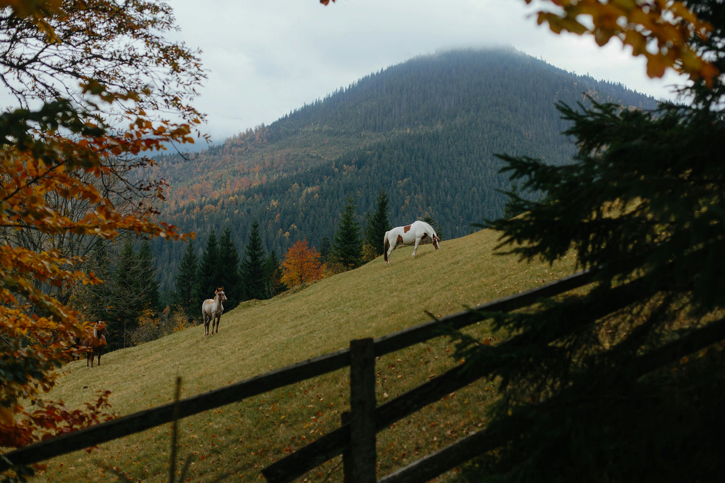 Samegrelo, Georgia: A 4-Hour Horseback Adventure
