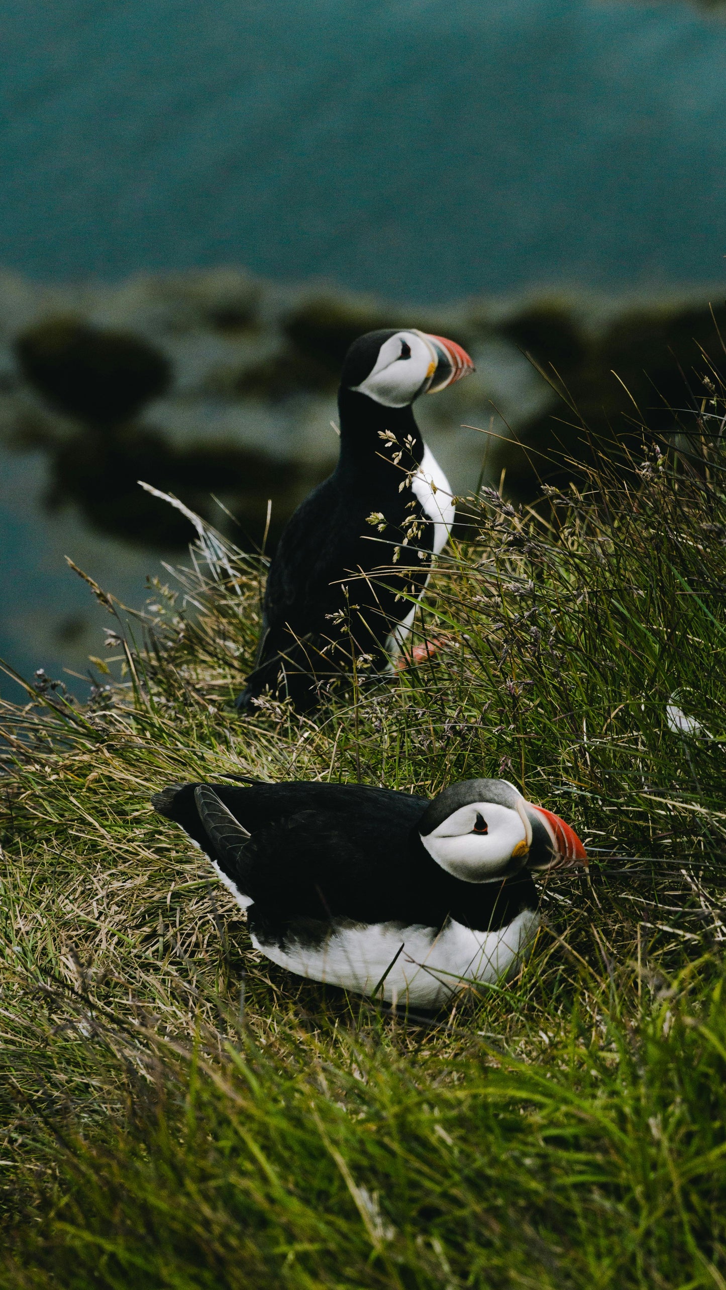 Hafnarfjörður: 2-Hour Horse Ride & Puffin Express Tour