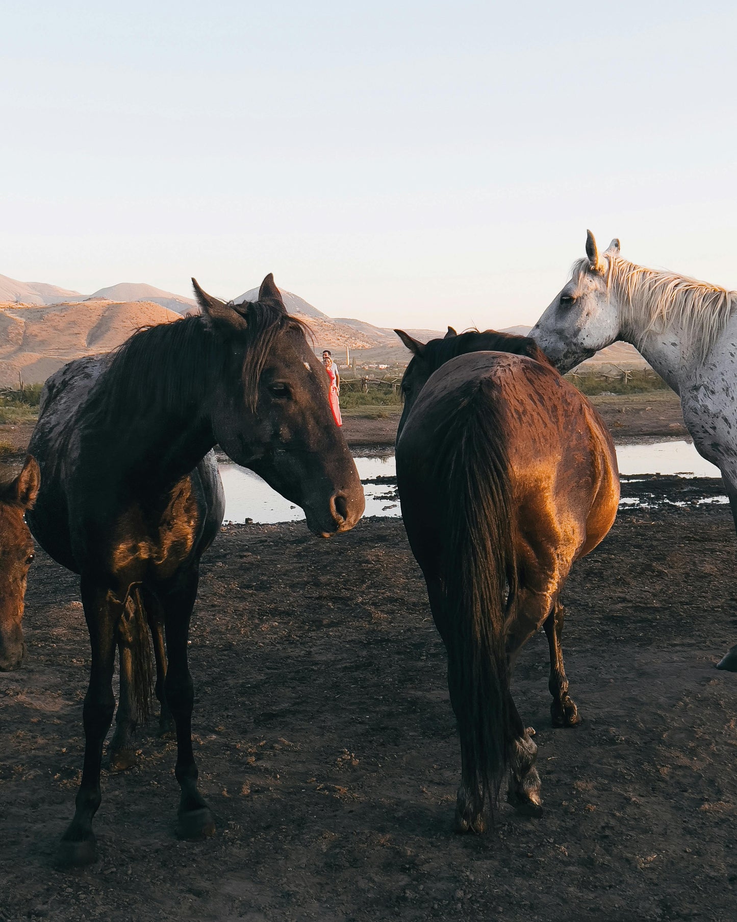 Gogasheni, Georgia: Vardzia Horse Riding Tour