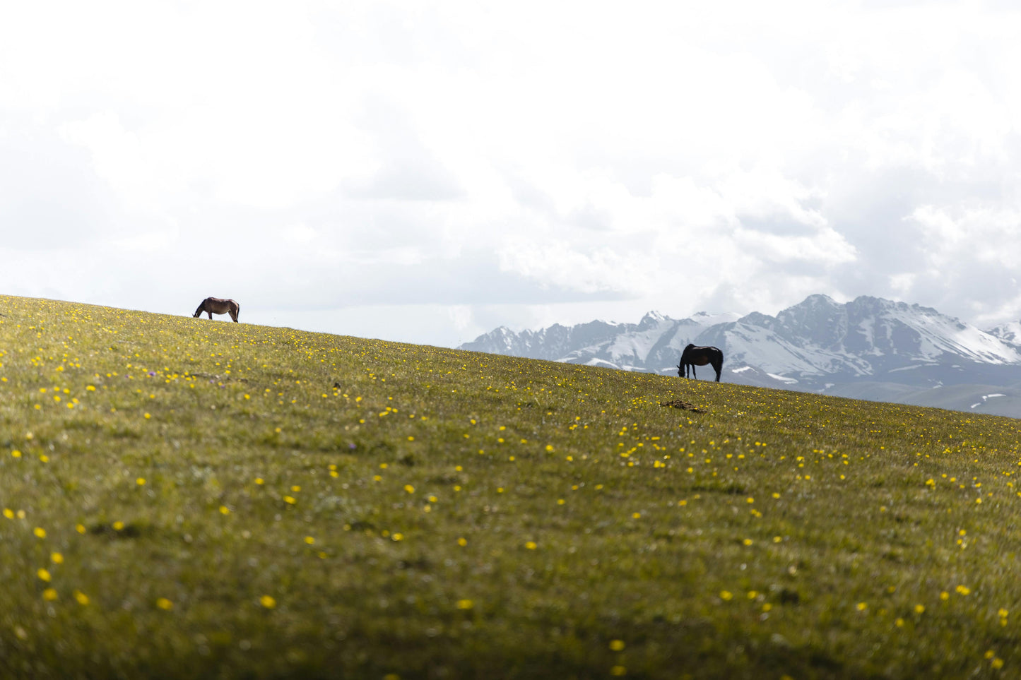 Glenorchy, New Zealand: Full-Day Backcountry Horse Trek