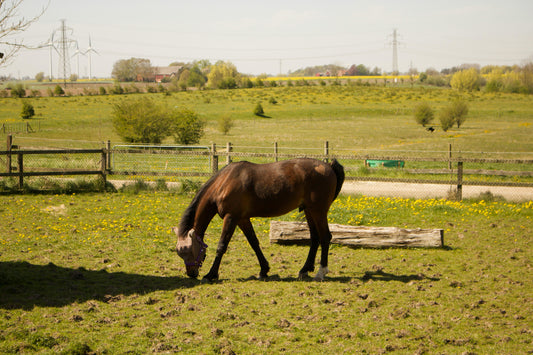 Rome: 2-Hour Introductory Pinewood Trail Ride + Gastronomic Tasting