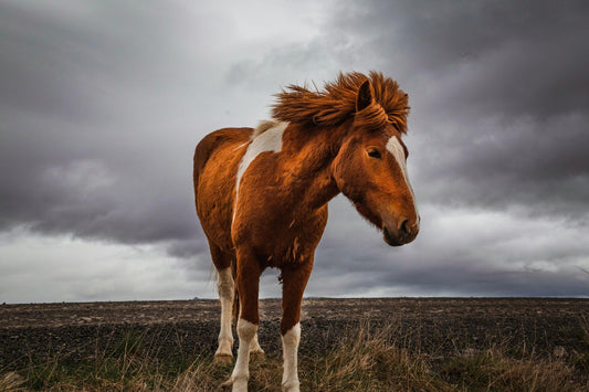 Hafnarfjörður: 1-Hour Exclusive Horse Ride + Hot Drinks