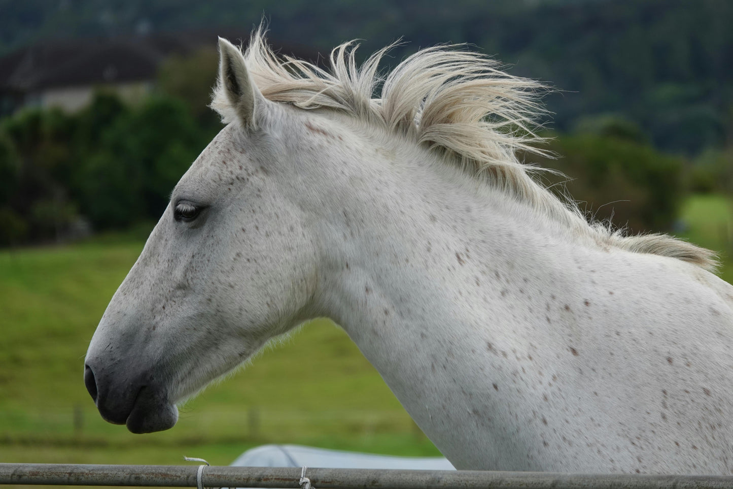 Fairlie, New Zealand: A Premium Backcountry Horse Trek