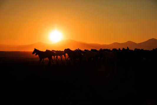 Lofoten, Norway: Midnight Sun Beach Horseback Ride
