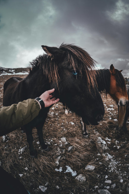 Lofoten, Norway: Coastal & Countryside Horseback Ride