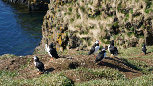 Hafnarfjörður: 2-Hour Horse Ride & Puffin Express Tour