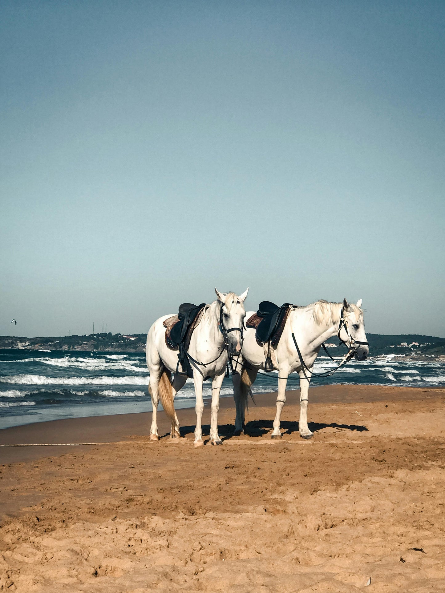 Agonda, Goa, India: 30-Minute Horse Swim Adventure