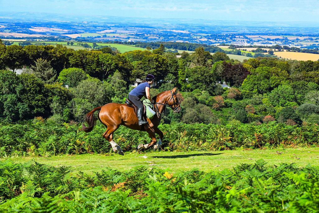 West Berkshire: Bold Horizons Horseback Ride + Pick-up Available